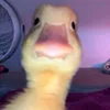 brrrppp_0