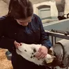 luna_koopman