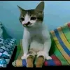 samabapakkau