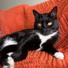 happyhousecat