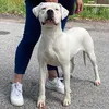 Los perros de la familia