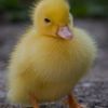 dan_duck_roblox