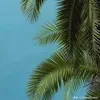 pocahontas_247_