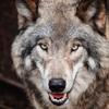 Thewolf