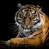 abidhussain2617