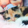 candycathouse
