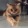 firmantoro879