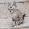 hamouda0807