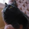 dyanacats