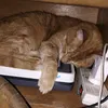 pjwnap