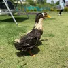 peace_zoom