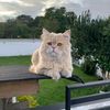 salchiboy