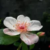 lienmai820
