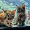 catpawrents_