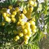 sabiha5366