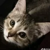 spinningshark