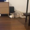 lucas_h5445