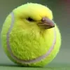 marselbekin