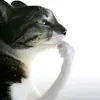 ezykeinz_