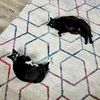 blkcatmommy