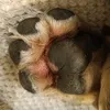 bulathebulldog