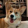 codythecorgi7