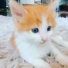 rensogatito