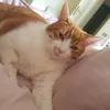 gingercats90