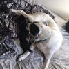 remiandrubyservicedog2