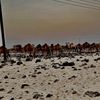 abdalrhma489