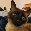 ninjakitty1236