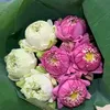 hoa2sen7trang82