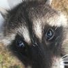 therealmr_raccoon