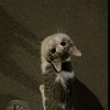 maniz_29