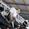 dairyadvisor