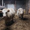 barnbrat87