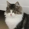 melondio