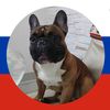 raul_frenhbuldog
