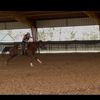 ckperformancehorses