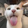 franek_241