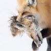red_fox945