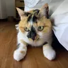 orfeasklrs