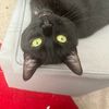 wanderingcatlove26