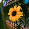 lucy.linh88
