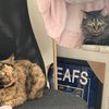 tongsthecat