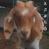 goatlife247