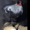 chicken4465_