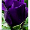 koray6546