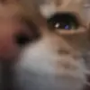 theblueblobofrandomness