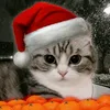 dima54440